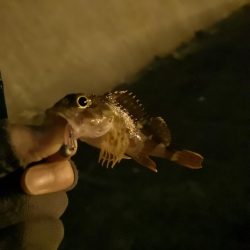 正月釣り納めに