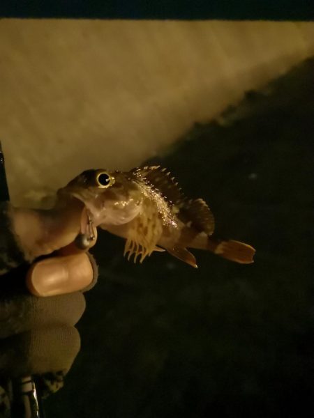 正月釣り納めに