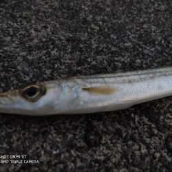 片瀬漁港でサビキ&フカセ釣り