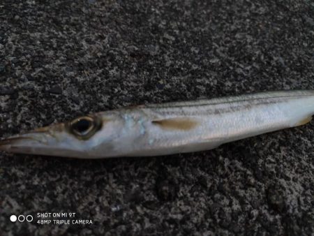 片瀬漁港でサビキ&フカセ釣り