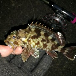 南港へち釣行 (2020/01/10 南港ヘチ釣り ガシラ 22cm、ハゼ 釣果有り)