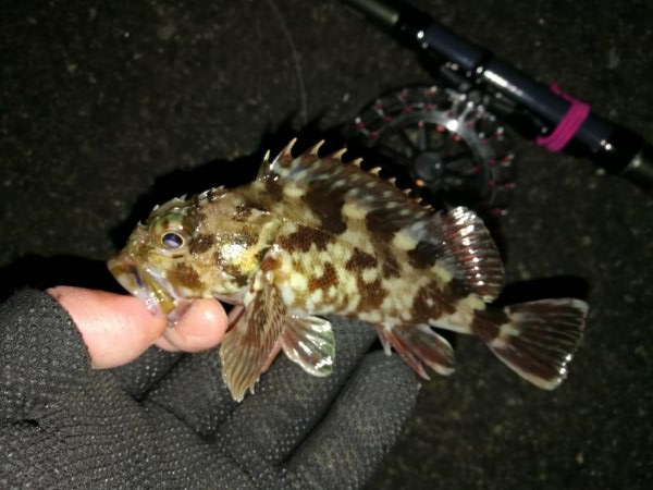 南港へち釣行 (2020/01/10 南港ヘチ釣り ガシラ 22cm、ハゼ 釣果有り)