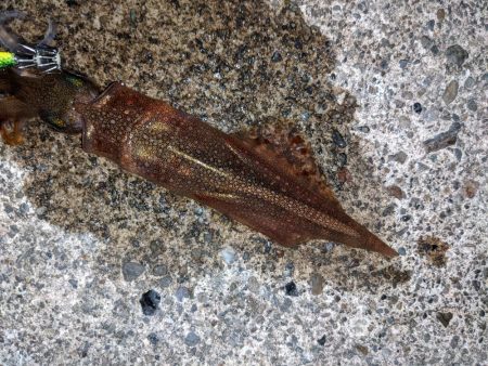 渋い中今年初ヤリイカ