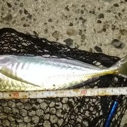 尺あじ泣き尺メバル