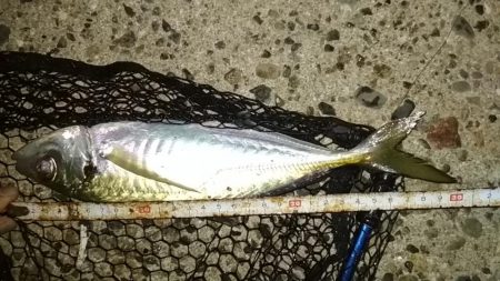 尺あじ泣き尺メバル