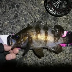 南港へち釣行 （2020/01/11 南港ヘチ釣り ガシラ 22cm、黒メバル22ｃｍ 釣果有り）
