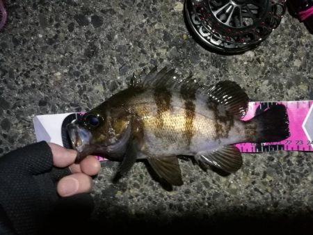 南港へち釣行 （2020/01/11 南港…