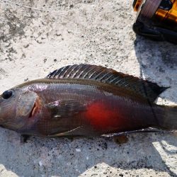 渋いですね、なんとか釣果