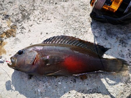 渋いですね、なんとか釣果