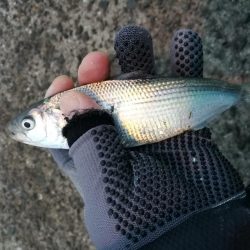 南港釣行 （2020/01/12 南港サビキ釣り アジ、コノシロ 釣果有り）