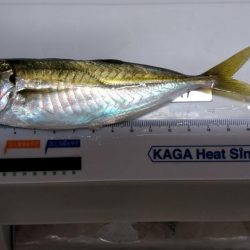 正月休みのリベンジ