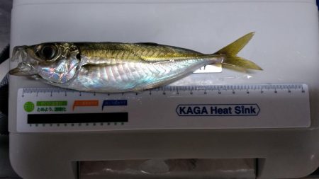 正月休みのリベンジ