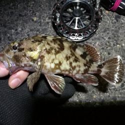 南港へち釣行 (2020/01/13 南港ヘチ釣り 真チヌ44.5cm ガシラ 釣果有り)