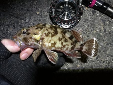 南港へち釣行 (2020/01/13 南港ヘチ釣り 真チヌ44.5cm ガシラ 釣果有り)