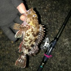 南港へち釣行 （2020/01/16 南港ヘチ釣り 真チヌ40cm　ガシラ 釣果有り）