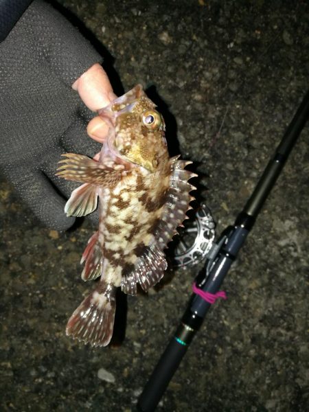 南港へち釣行 （2020/01/16 南港…