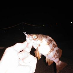 初めてのメバリング