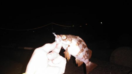 初めてのメバリング