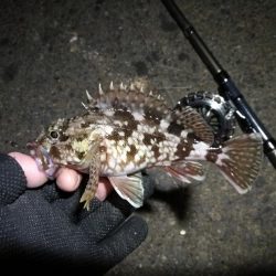 南港へち釣行 （2020/01/17 南港ヘチ釣り　ガシラ、メバル 釣果有り）