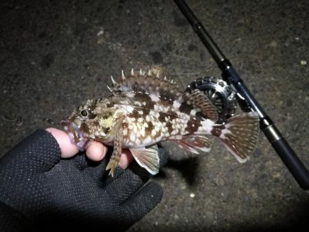 南港へち釣行 （2020/01/17 南港ヘチ釣り　ガシラ、メバル 釣果有り）