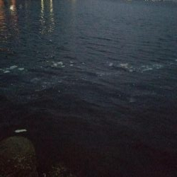 どうにかメバル