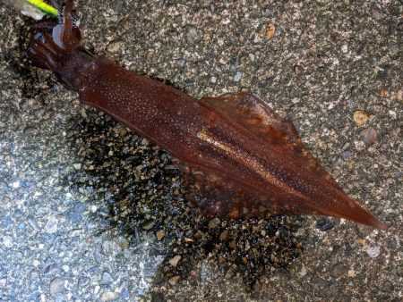 渋い！合間にメバリング