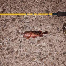 海洋調査　明石港