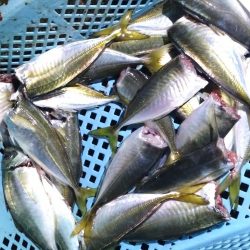 中あじフィーバー大サバ