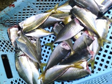 中あじフィーバー大サバ