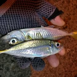 南港釣行 (2020/01/18 南港サビキ釣り アジ 釣果有り)