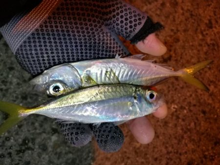 南港釣行 (2020/01/18 南港サビキ釣り アジ 釣果有り)