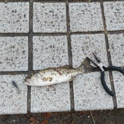 入れ食いの横で