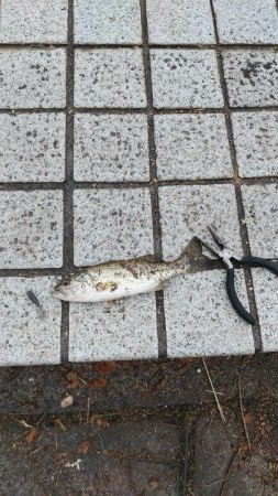 入れ食いの横で