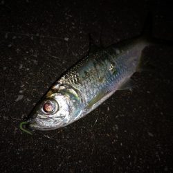 常備灯でギンガメとターポン