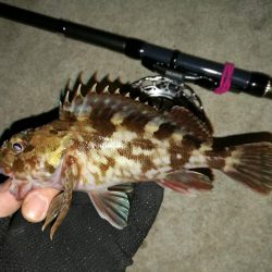 南港へち釣行 （2020/01/25 南港ヘチ釣り　ガシラ 釣果有り）