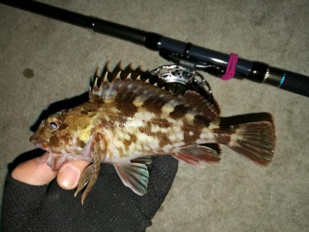 南港へち釣行 （2020/01/25 南港ヘチ釣り　ガシラ 釣果有り）