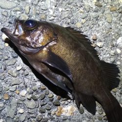 アコウメバルガシラ