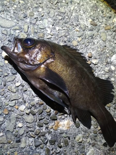 アコウメバルガシラ