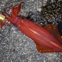 強風、釣りにならず