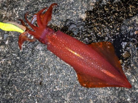 強風、釣りにならず