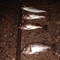 風が吹いてもメバリング