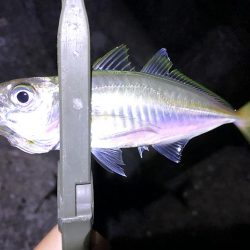 渋すぎ。下手には釣れませんなー