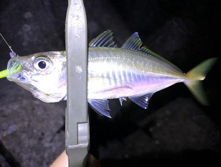 渋すぎ。下手には釣れませんなー