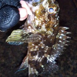 タケノコメバル狙い撃ち?