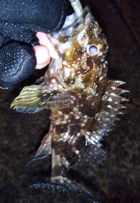 タケノコメバル狙い撃ち?