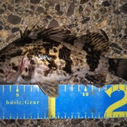 元旦ライトゲーム