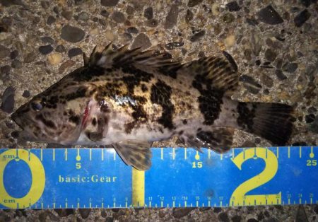 元旦ライトゲーム