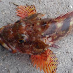 触らん　餌取られん