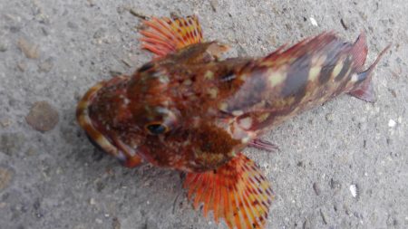 触らん　餌取られん