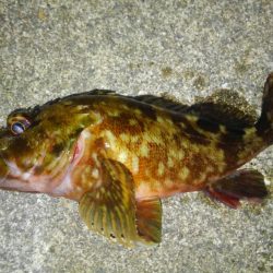 今年初ライトゲーム!